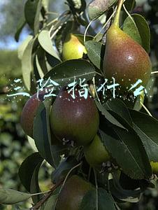 三险指什么