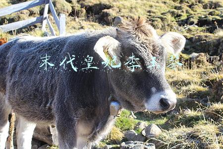 末代皇妃李玉琴
