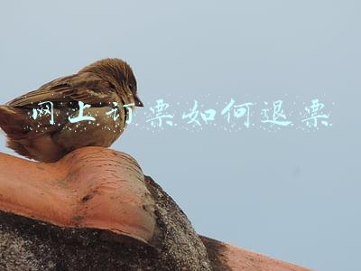 网上订票如何退票