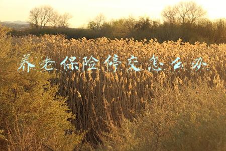 养老保险停交怎么办