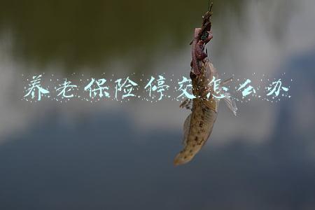 养老保险停交怎么办