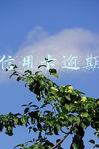 招行信用卡逾期还款