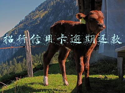 招行信用卡逾期还款