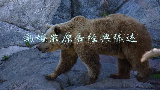离婚官司原告陈述(离婚诉讼原告可以不出庭么？)