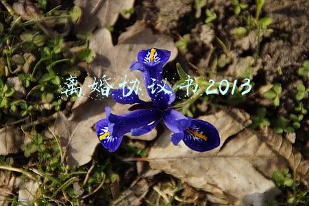 离婚协议书2013