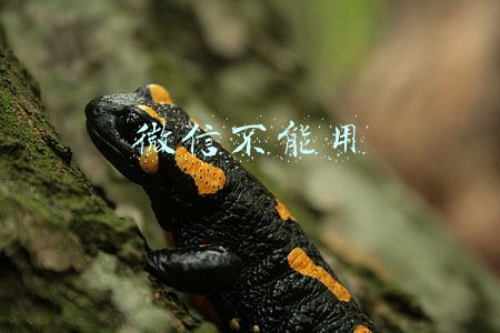 微信不能用信用卡支付是怎么回事(微信不支持信用卡付款的解决方法)