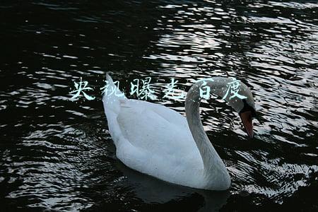 央视曝光百度