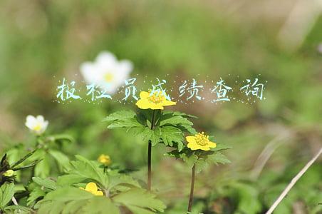报检员成绩查询