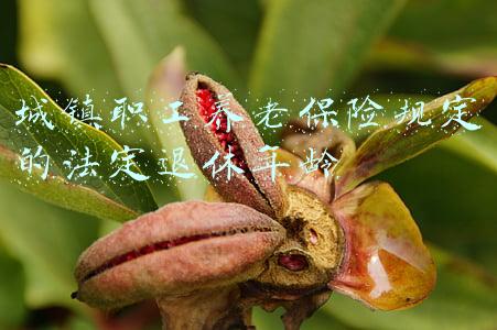 城镇职工养老保险规定的法定退休年龄