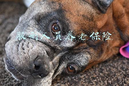服刑人员养老保险