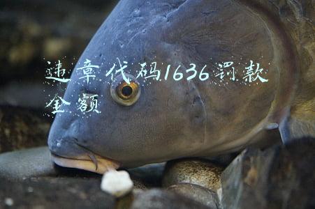 违章代码1636罚款金额