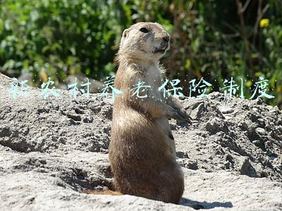 新农村养老保险制度