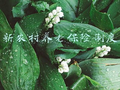 新农村养老保险制度