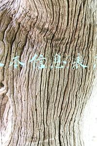 学生基本信息表怎么填