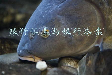 银行汇票与银行本票