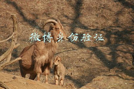 微博身份验证