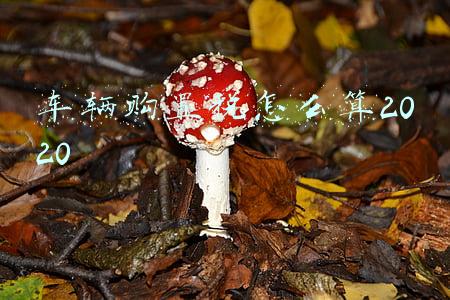 车辆购置税怎么算2020
