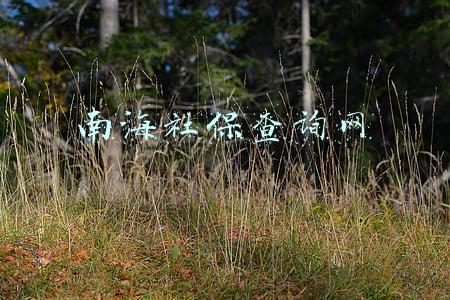 南海社保查询网