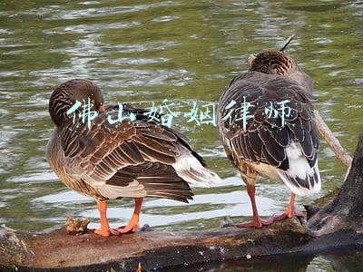 佛山婚姻律师