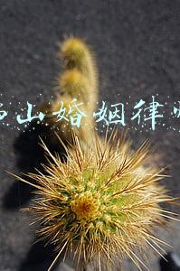 佛山婚姻律师