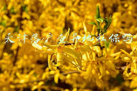 天津户口查异地社保(不要轻信天津落户中介的话，多问多看才能成功办理天津户口)
