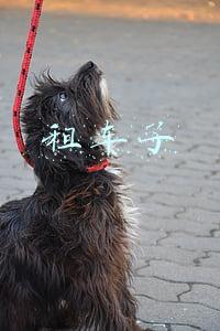 租车子