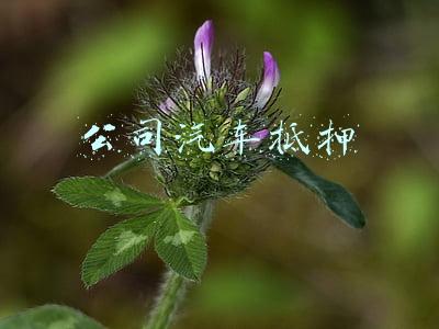 公司汽车抵押