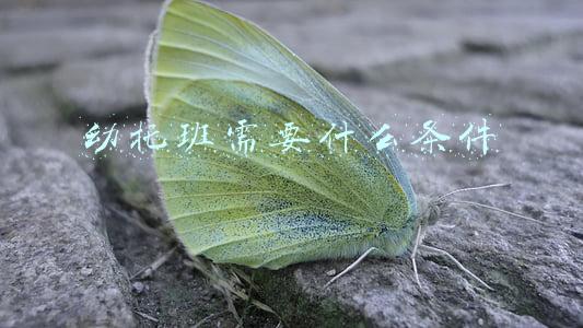 幼托班需要什么条件