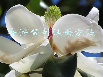 个人注册香港公司流程(注册香港公司办理流程及费用)