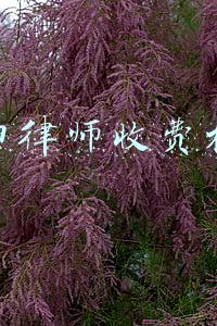 沈阳律师收费标准