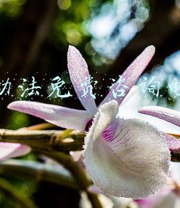 劳动法免费咨询电话