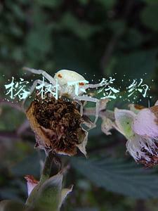 榕树下签约