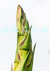糖尿病补助