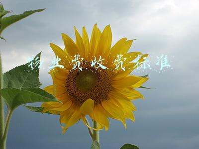 物业费收费标准