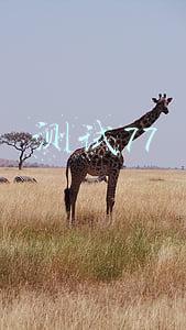 测试77