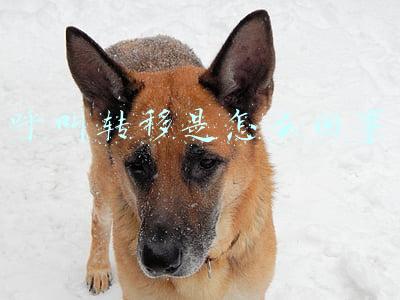 呼叫转移是怎么回事
