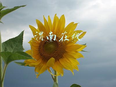 渭南在线