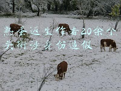熟蛋返生作者20余个头衔涉身份造假