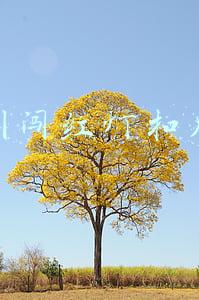 深圳闯红灯扣几分