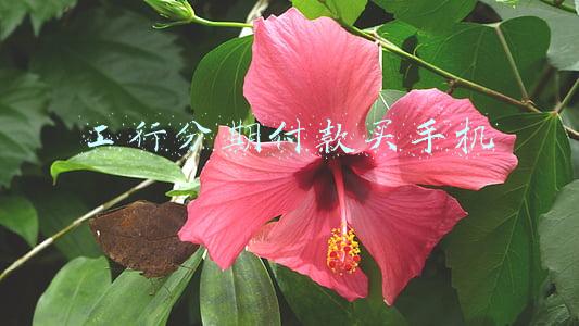 工行分期付款买手机