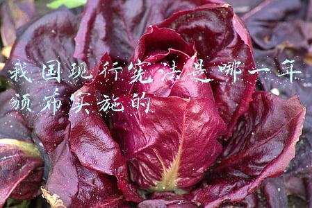 我国现行宪法是哪一年颁布实施的