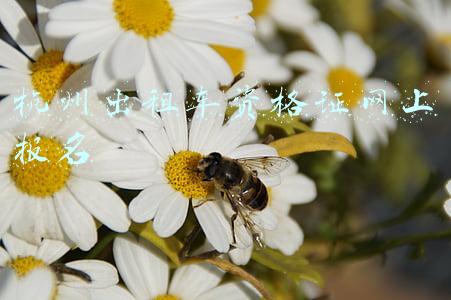 杭州出租车资格证网上报名