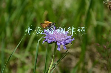 青岛婚姻律师