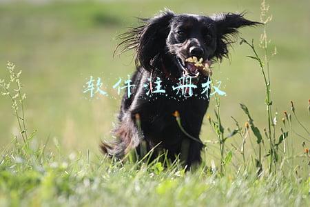 软件注册权