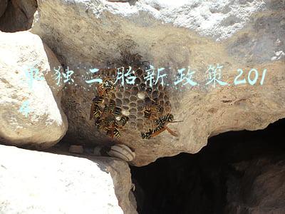 单独二胎新政策2014