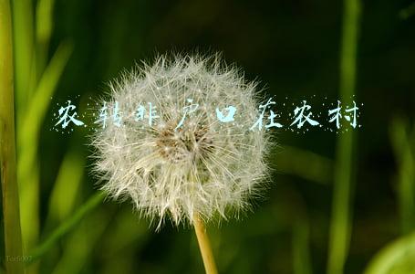 农转非户口在农村