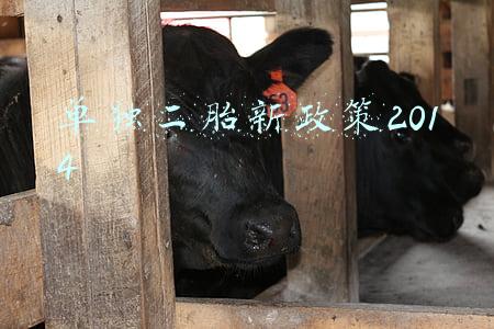 单独二胎新政策2014