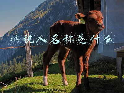 纳税人名称是什么