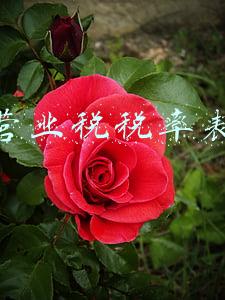 营业税税率表