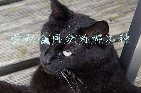 劳动合同分为哪几种类型(国央企的劳动合同都有哪几种类型？)